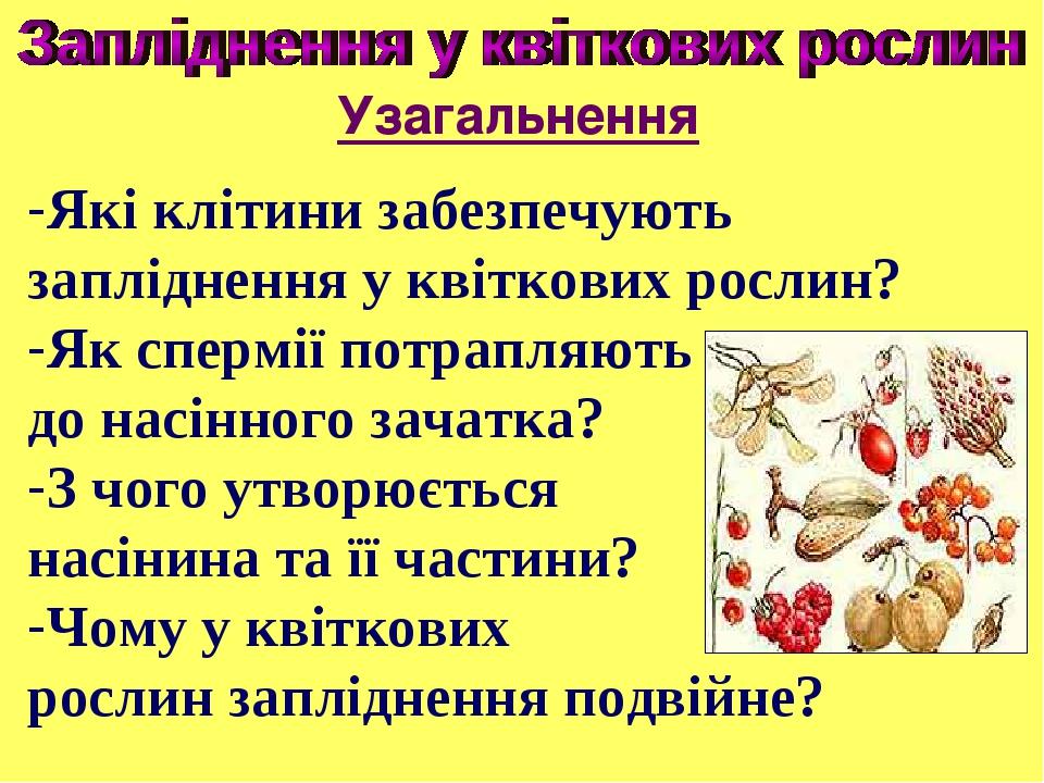 Які клітини забезпечують запліднення у квіткових рослин? Як спермії потрапляють до насінного зачатка? З чого утворюється насінина та її частини? Чо...