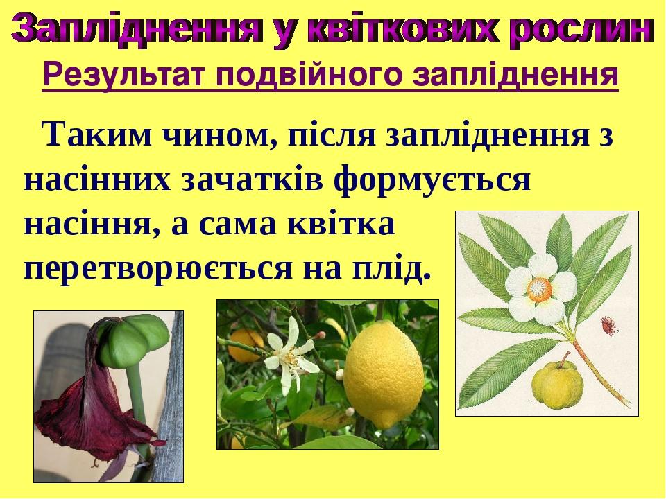 Таким чином, після запліднення з насінних зачатків формується насіння, а сама квітка перетворюється на плід. Результат подвійного запліднення
