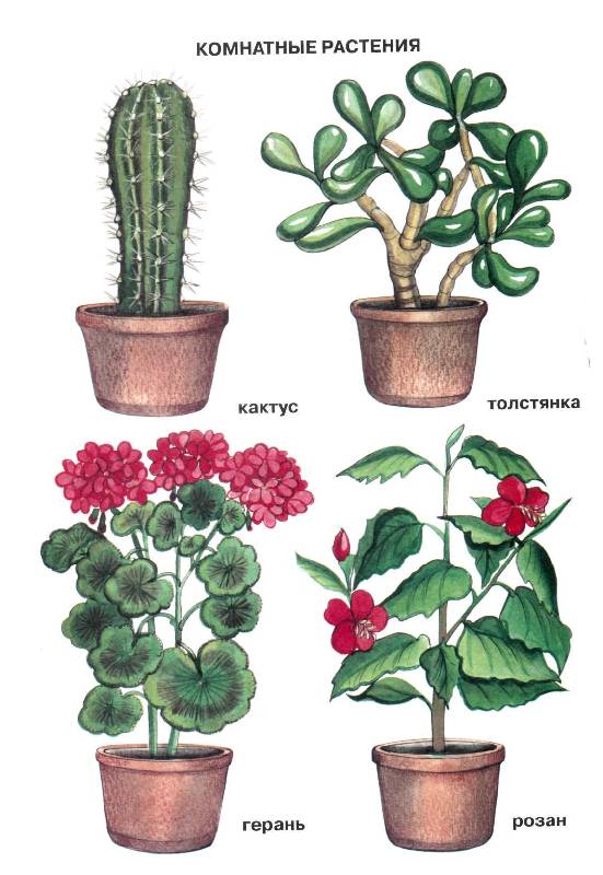 Названии растении и рисунки. Комнатные растения для детей. Комнатные цветы для детей. Комнатные растения для дет. Комнатные растения для дошкольников.