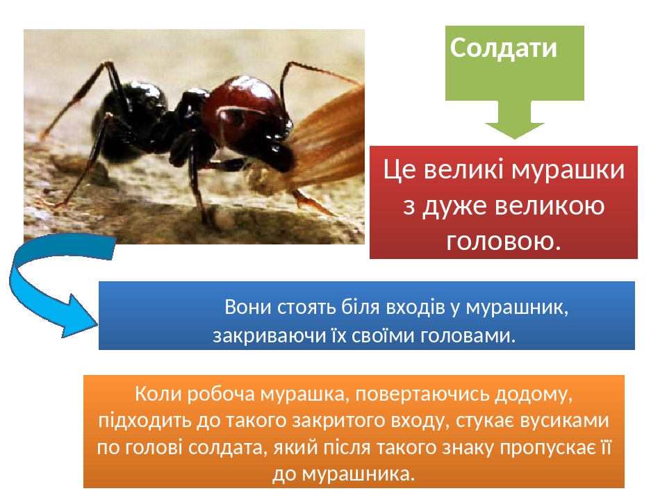 Синантропное животное. Синантропные Членистоногие кто к ним относится.