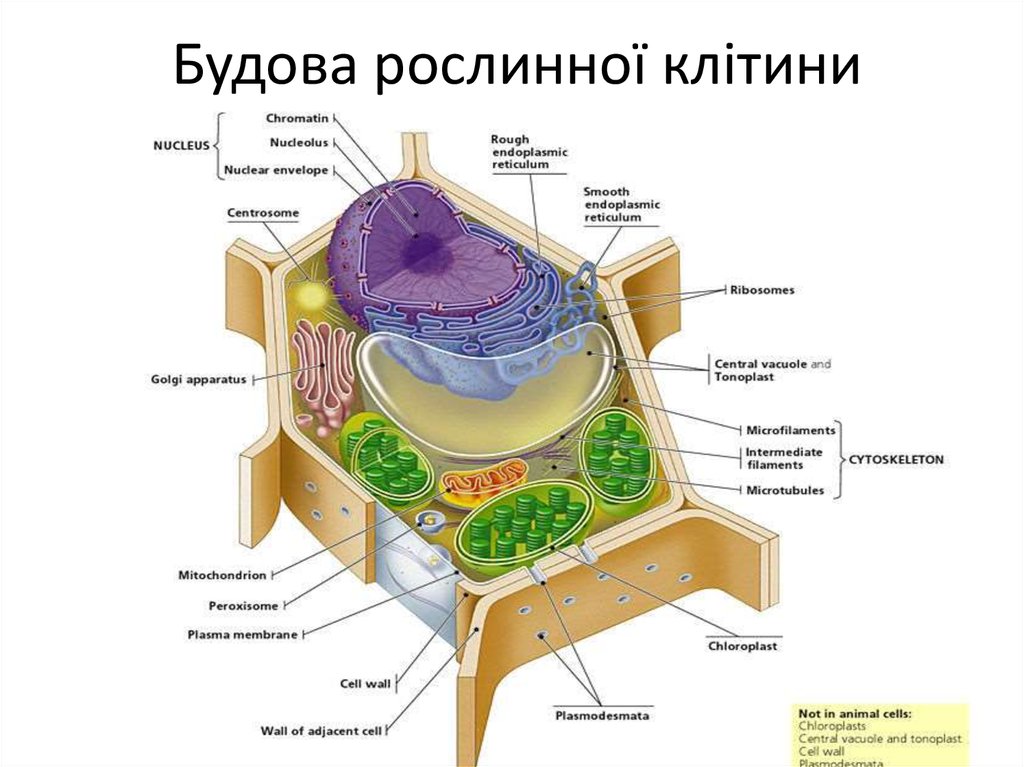 Схема растения растительной клетки