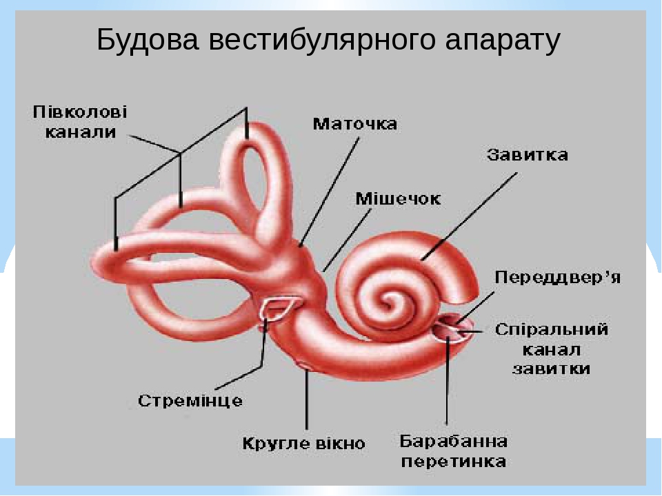 Названия внутреннего уха. Схема внутреннего уха улитка. Строение улитки внутреннего уха анатомия. Полукружные каналы внутреннего уха анатомия. Анатомия улитки внутреннего уха.