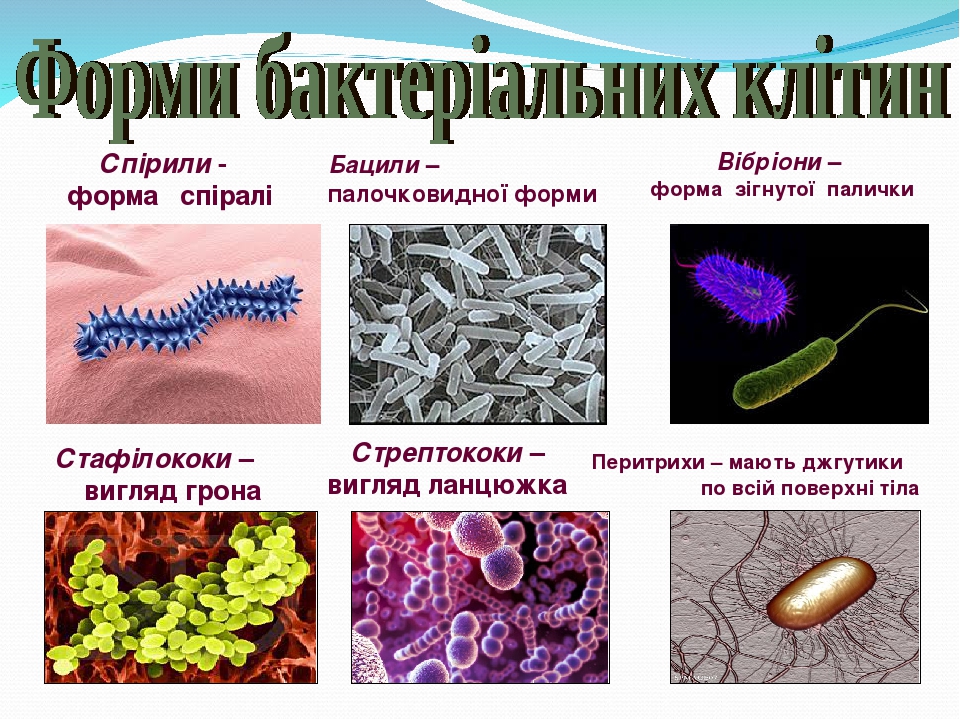 Презентація з біології на тему "Бактерії. Наукова інформація"