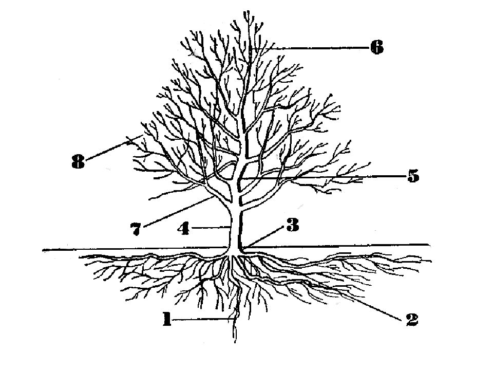 Корни деревьев схема