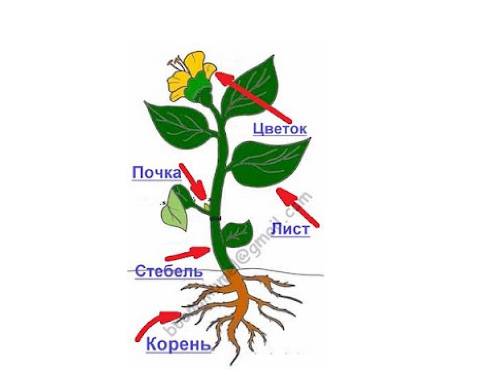 Строение растения рисунок с подписями