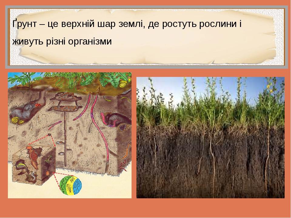 Ґрунт – це верхній шар землі, де ростуть рослини і живуть різні організми