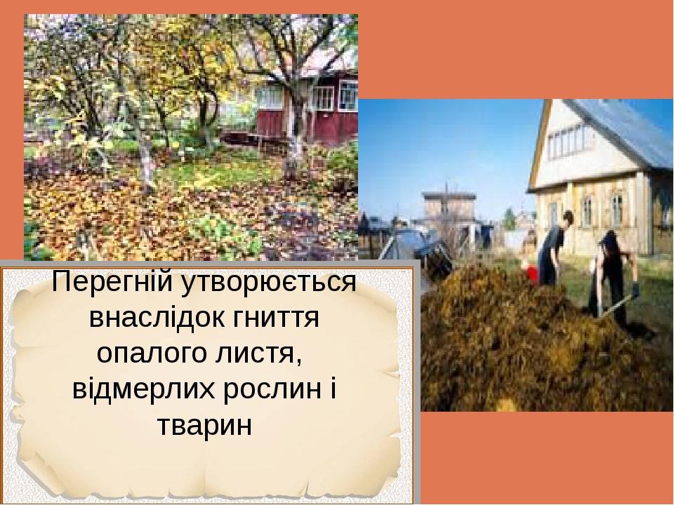 Перегній утворюється внаслідок гниття опалого листя, відмерлих рослин і тварин