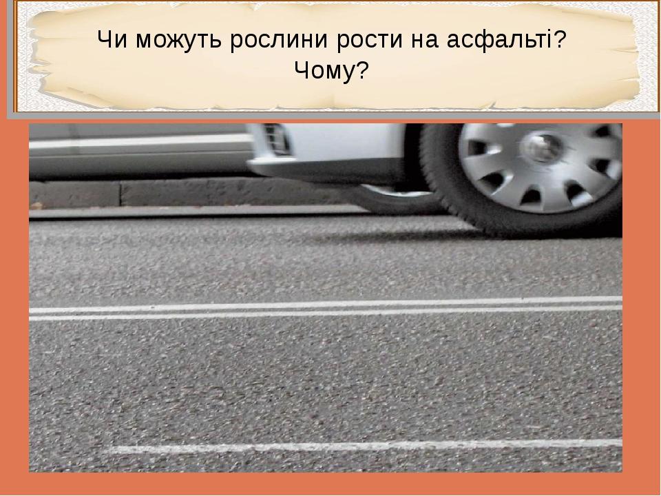 Чи можуть рослини рости на асфальті? Чому?