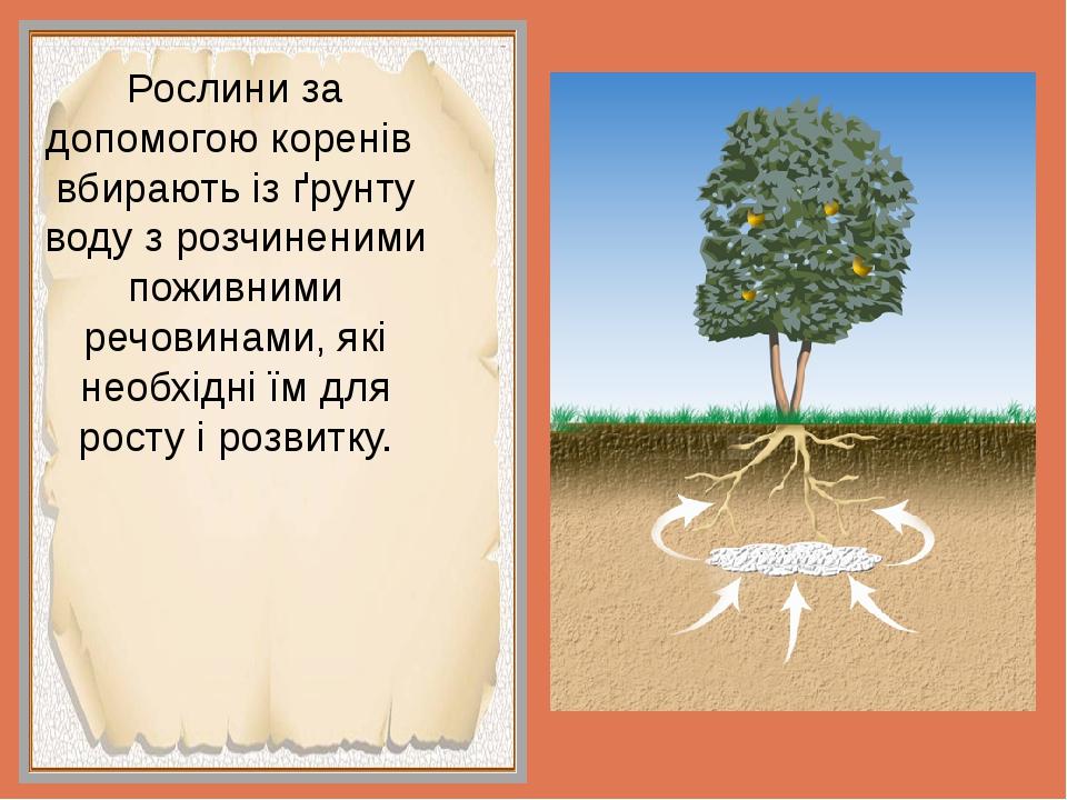 Рослини за допомогою коренів вбирають із ґрунту воду з розчиненими поживними речовинами, які необхідні їм для росту і розвитку.