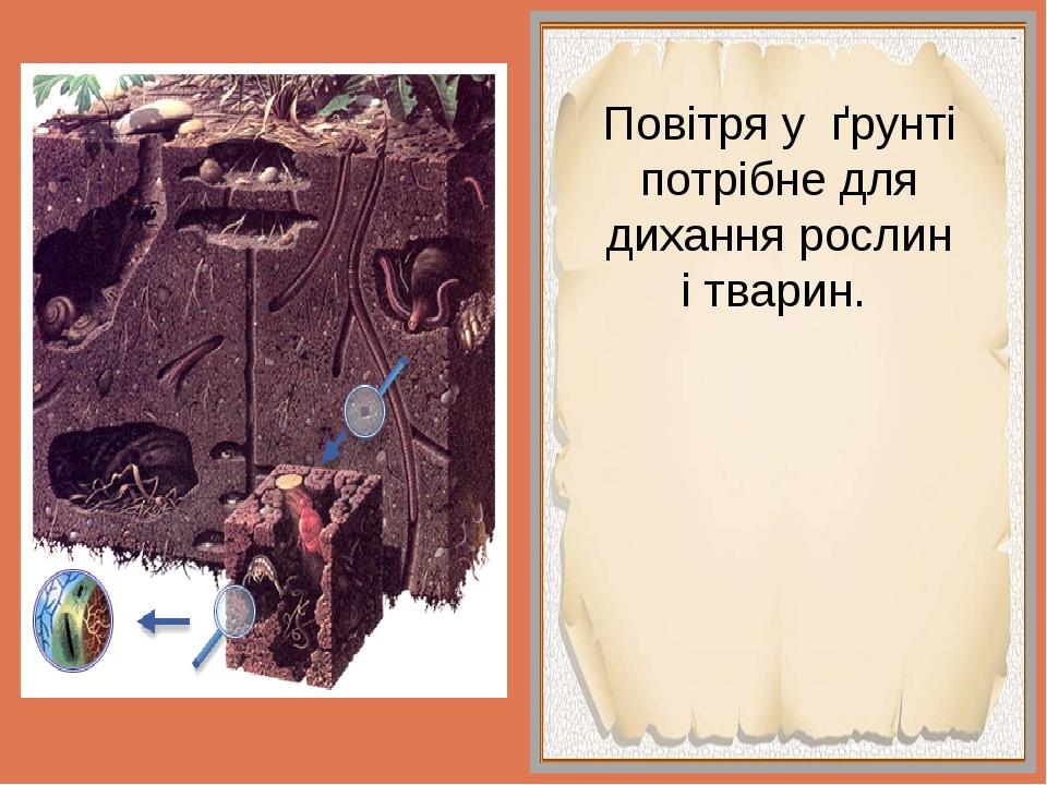 Повітря у ґрунті потрібне для дихання рослин і тварин.