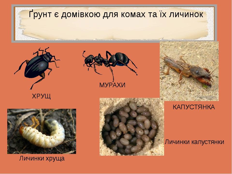 Ґрунт є домівкою для комах та їх личинок ХРУЩ Личинки хруща МУРАХИ Личинки капустянки КАПУСТЯНКА