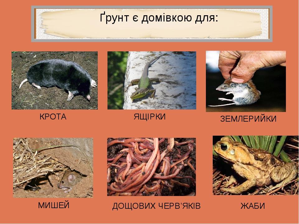 Ґрунт є домівкою для: КРОТА ЯЩІРКИ МИШЕЙ ДОЩОВИХ ЧЕРВ’ЯКІВ ЖАБИ ЗЕМЛЕРИЙКИ