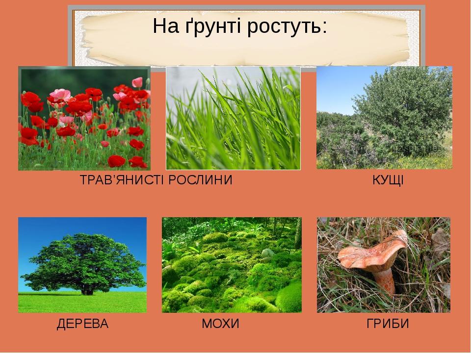 На ґрунті ростуть: ТРАВ’ЯНИСТІ РОСЛИНИ КУЩІ ДЕРЕВА МОХИ ГРИБИ