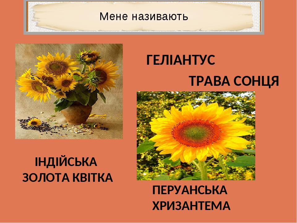 ГЕЛІАНТУС ТРАВА СОНЦЯ ІНДІЙСЬКА ЗОЛОТА КВІТКА ПЕРУАНСЬКА ХРИЗАНТЕМА Мене називають