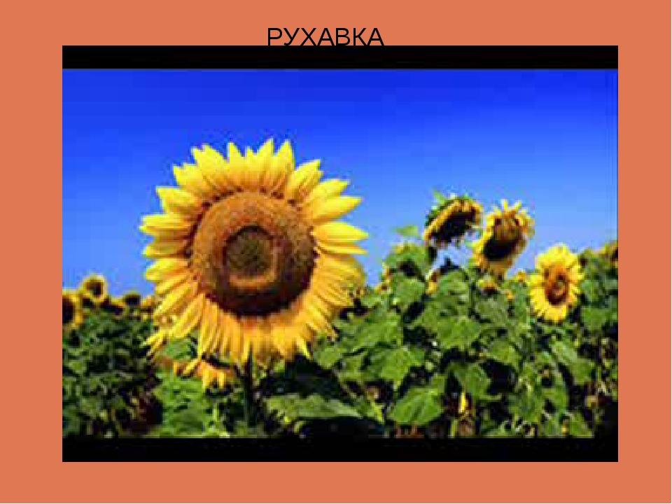 РУХАВКА