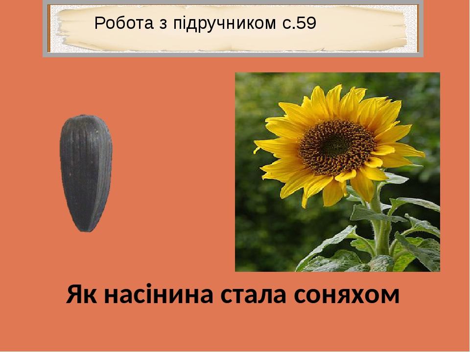 Робота з підручником с.59 Як насінина стала соняхом