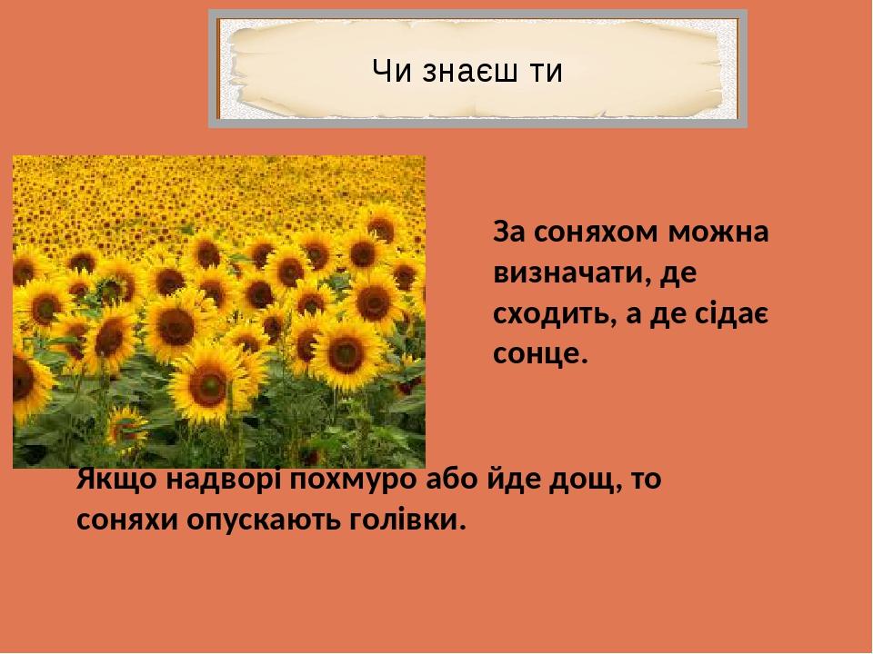 Чи знаєш ти За соняхом можна визначати, де сходить, а де сідає сонце. Якщо надворі похмуро або йде дощ, то соняхи опускають голівки.