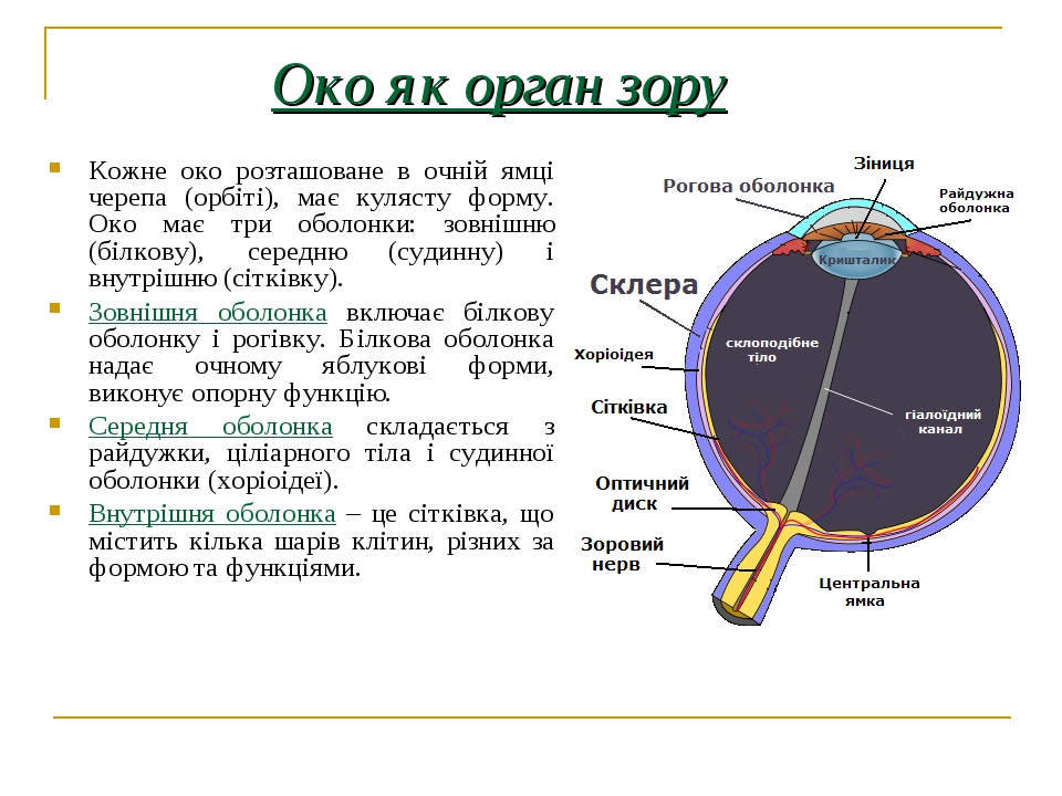 Око 3 пцн