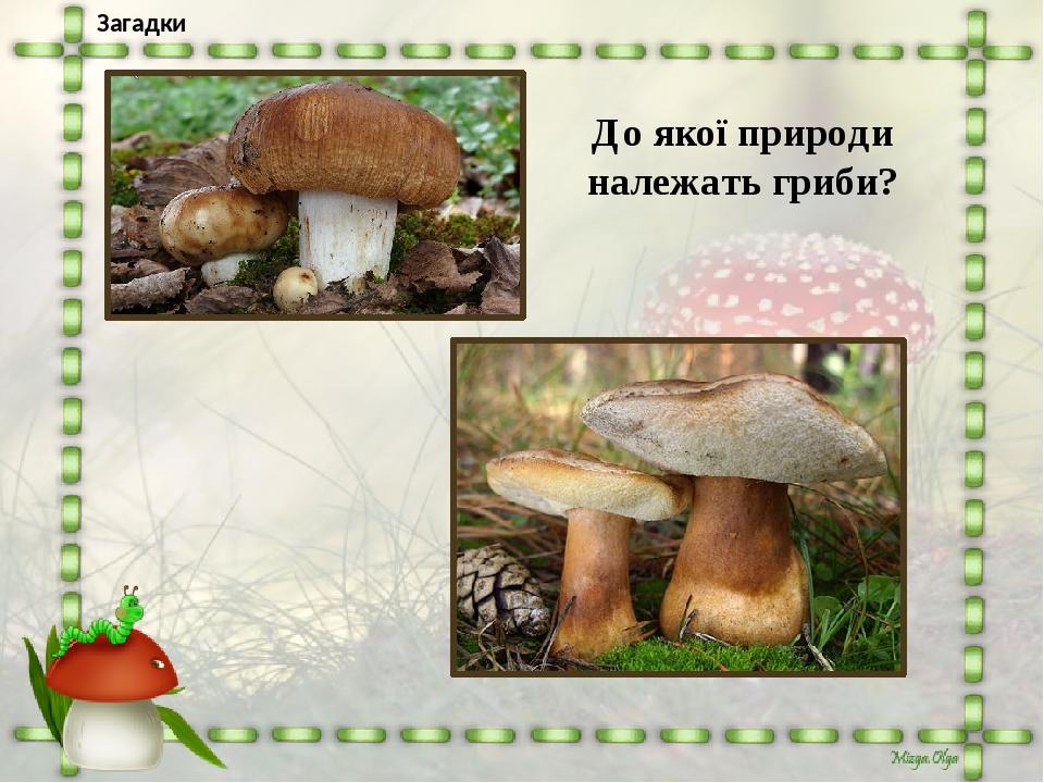 В теплий дощик народився, Парасолькою накрився, Може б з лісу пристрибав, Якби другу ногу мав! І великі, і малі Повдягалися в брилі, І дощу ці одно...