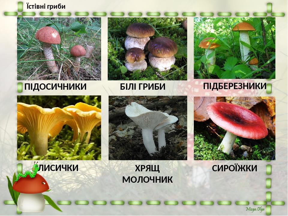 ПІДОСИЧНИКИ БІЛІ ГРИБИ ЛИСИЧКИ ХРЯЩ МОЛОЧНИК ПІДБЕРЕЗНИКИ СИРОЇЖКИ Їстівні гриби