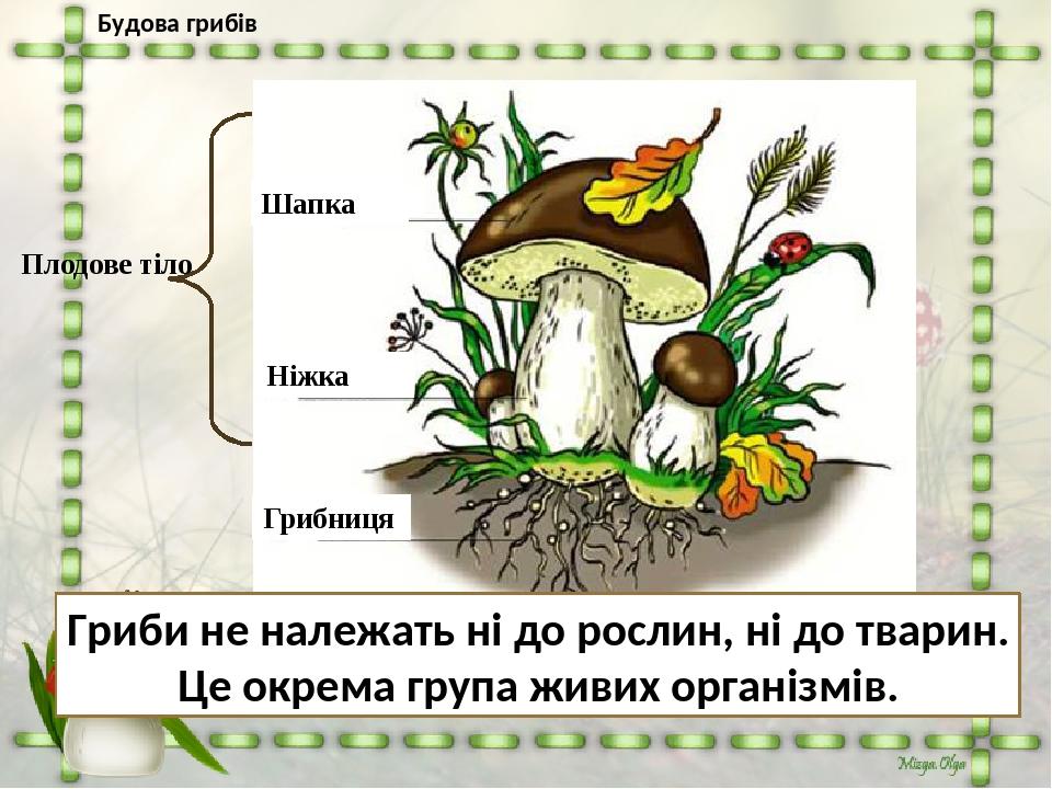 Плодове тіло Шапка Ніжка Грибниця Гриби не належать ні до рослин, ні до тварин. Це окрема група живих організмів. Будова грибів