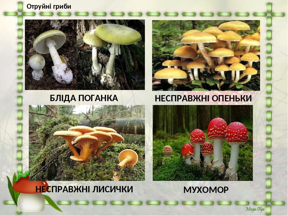 Отруйні гриби БЛІДА ПОГАНКА НЕСПРАВЖНІ ОПЕНЬКИ НЕСПРАВЖНІ ЛИСИЧКИ МУХОМОР