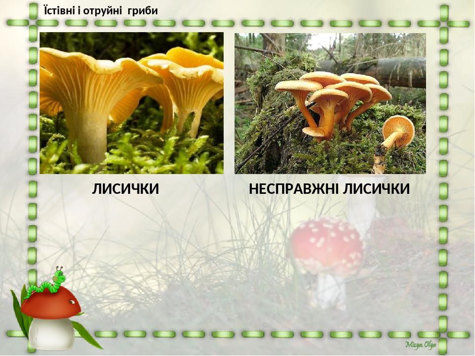 Їстівні і отруйні гриби ЛИСИЧКИ НЕСПРАВЖНІ ЛИСИЧКИ