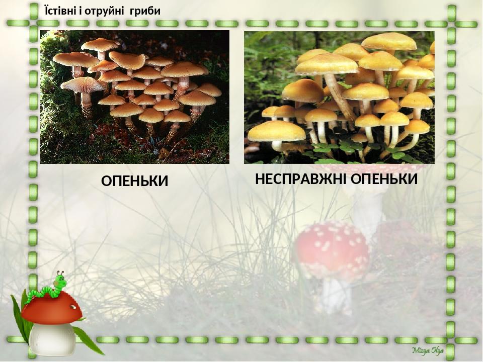 Їстівні і отруйні гриби НЕСПРАВЖНІ ОПЕНЬКИ ОПЕНЬКИ