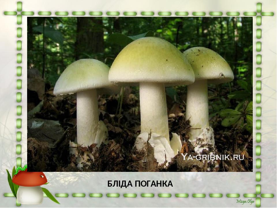 БЛІДА ПОГАНКА