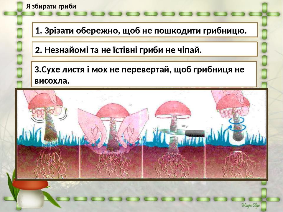 Я збирати гриби 1. Зрізати обережно, щоб не пошкодити грибницю. 2. Незнайомі та не їстівні гриби не чіпай. 3.Сухе листя і мох не перевертай, щоб гр...