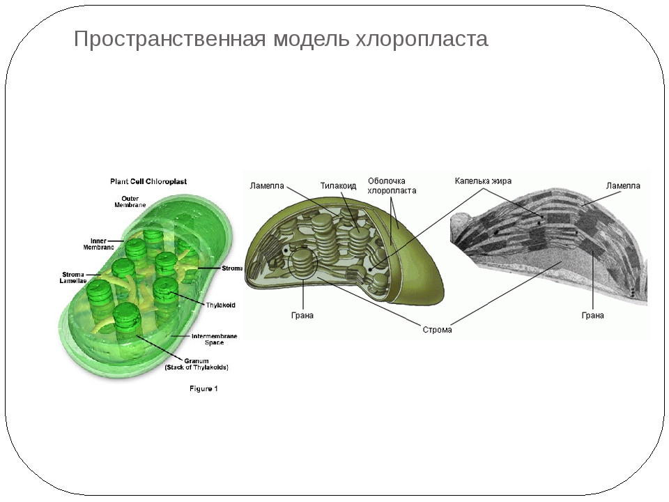 На каком рисунке изображен хлоропласт