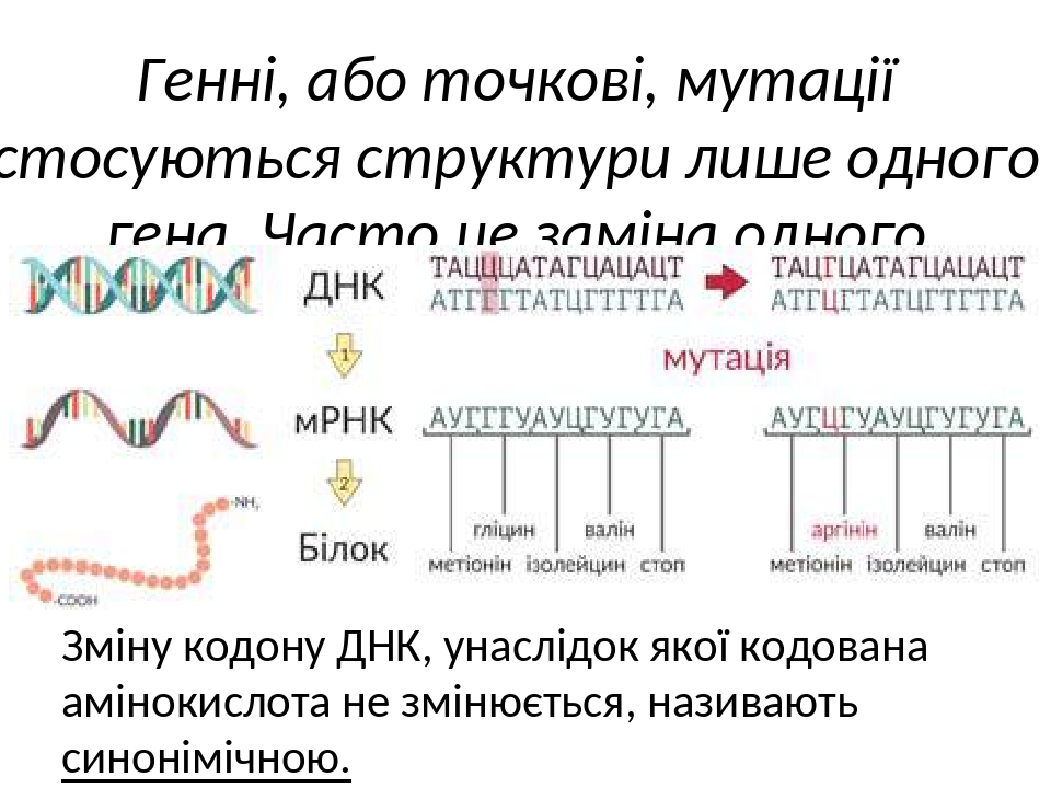 Презентація до уроку "Типи мутацій"