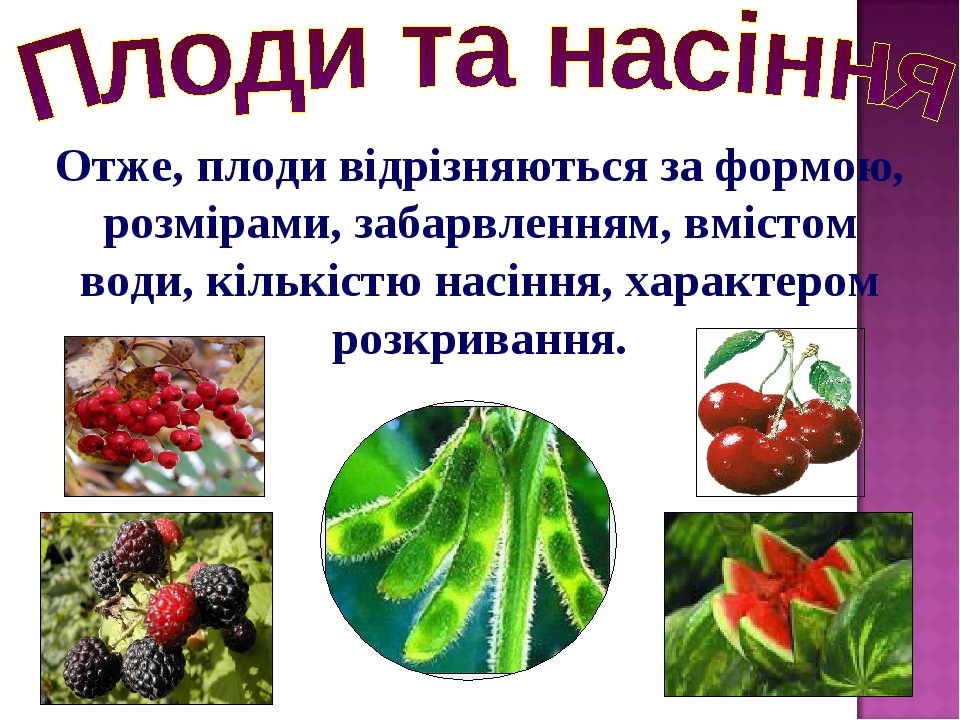 Презентація на тему "Узагальнення. Плоди та насіння."