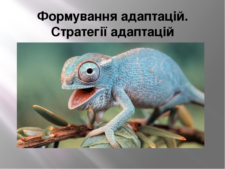 Презентація "Формування адаптацій. Стратегія адаптацій"