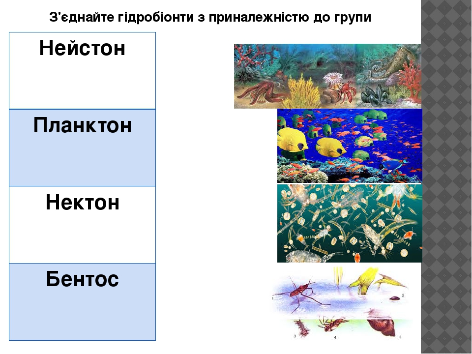 Бентос группа организмов. Планктон Нектон бентос Нейстон. Экологические группы планктон Нектон бентос. Нектон Нейстон перифитон планктон и бентос. Планктон Нектон бентос схема.