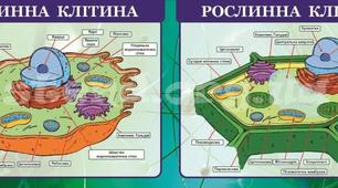 Будова рослинної і тваринної клітини