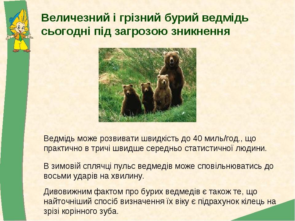 Величезний і грізний бурий ведмідь сьогодні під загрозою зникнення Ведмідь може розвивати швидкість до 40 миль/год., що практично в тричі швидше се...