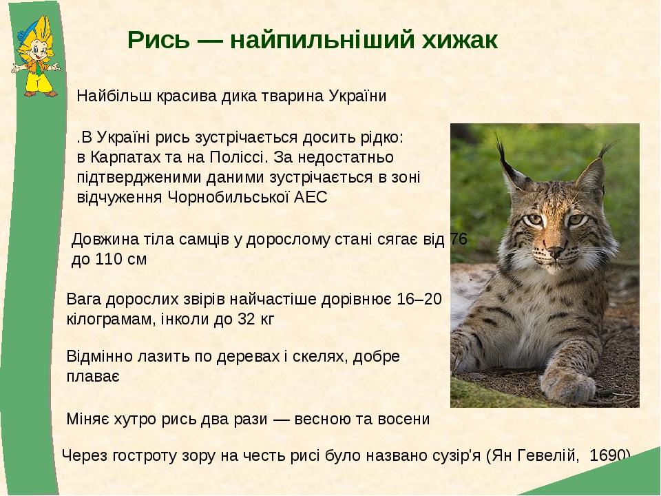 Рись — найпильніший хижак .В Україні рись зустрічається досить рідко: в Карпатах та на Поліссі. За недостатньо підтвердженими даними зустрічається ...