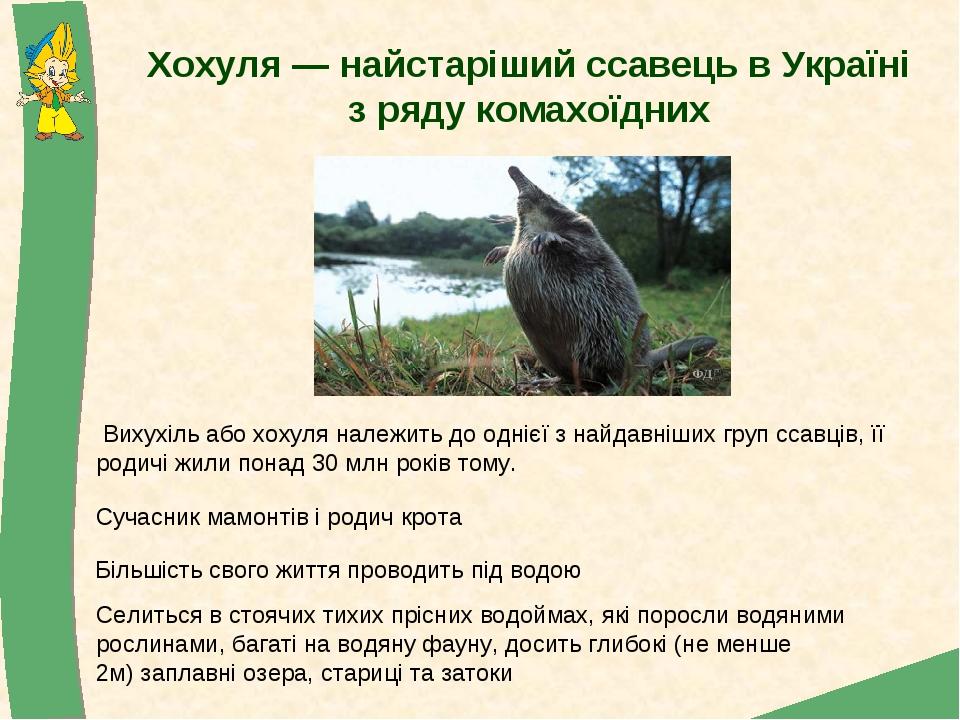 Хохуля — найстаріший ссавець в Україні з ряду комахоїдних Вихухіль або хохуля належить до однієї з найдавніших груп ссавців, її родичі жили понад 3...