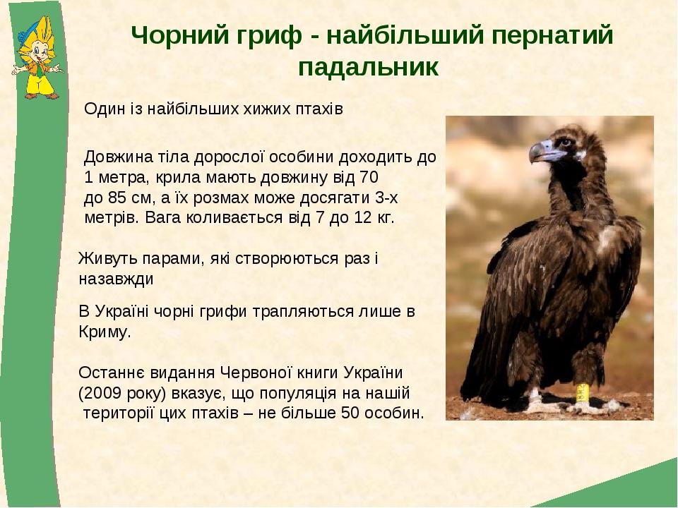 Чорний гриф - найбільший пернатий падальник В Україні чорні грифи трапляються лише в Криму. Останнє видання Червоної книги України (2009 року) вказ...