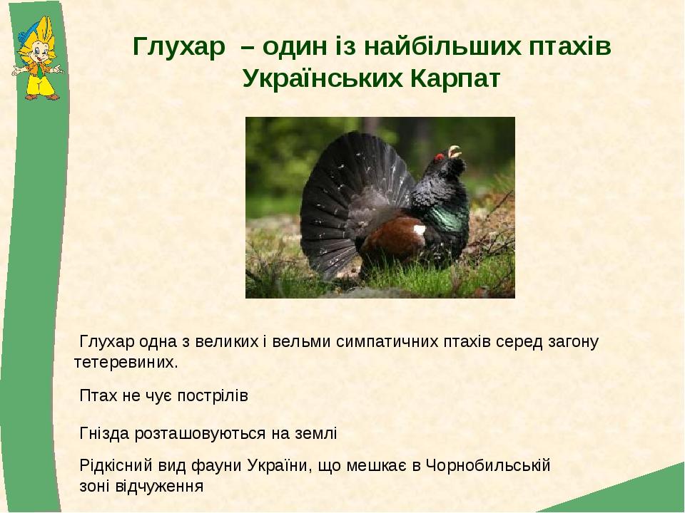 Глухар  – один із найбільших птахів Українських Карпат Глухар одна з великих і вельми симпатичних птахів серед загону тетеревиних. Птах не чує пост...