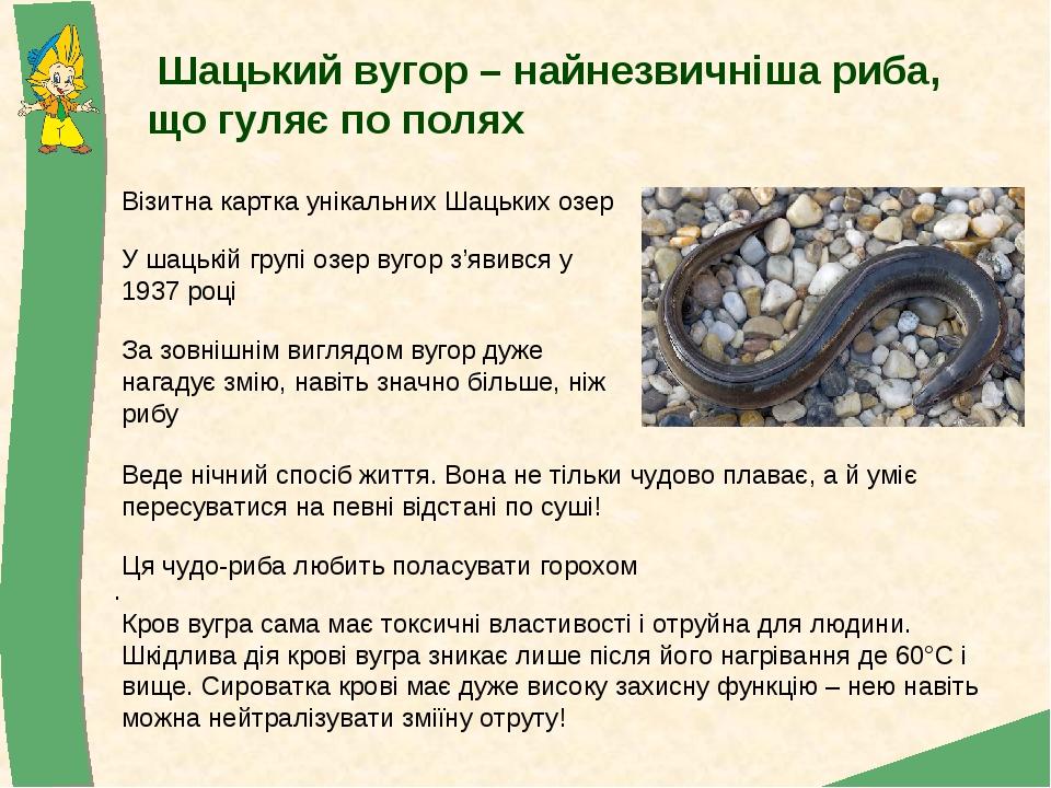 Шацький вугор – найнезвичніша риба, що гуляє по полях Веде нічний спосіб життя. Вона не тільки чудово плаває, а й уміє пересуватися на певні відста...