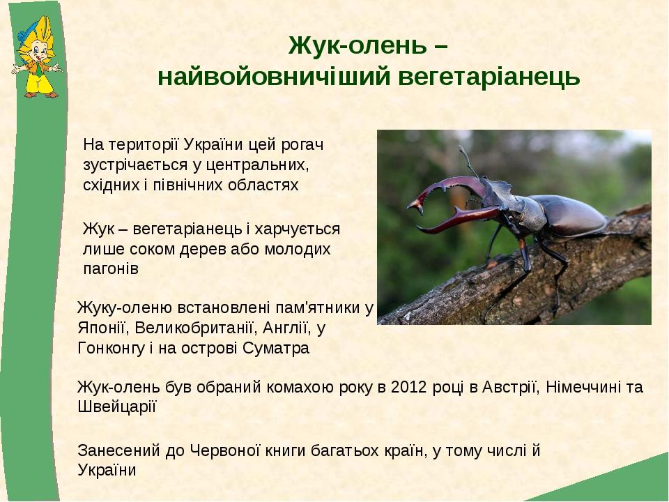 Жук-олень –найвойовничіший вегетаріанець Занесений до Червоної книги багатьох країн, у тому числі й України Жуку-оленю встановлені пам'ятники у Япо...