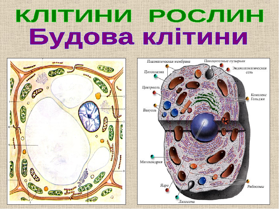 Urok Biologiyi V 6 Klasi Tema Budova Roslinnoyi Klitini