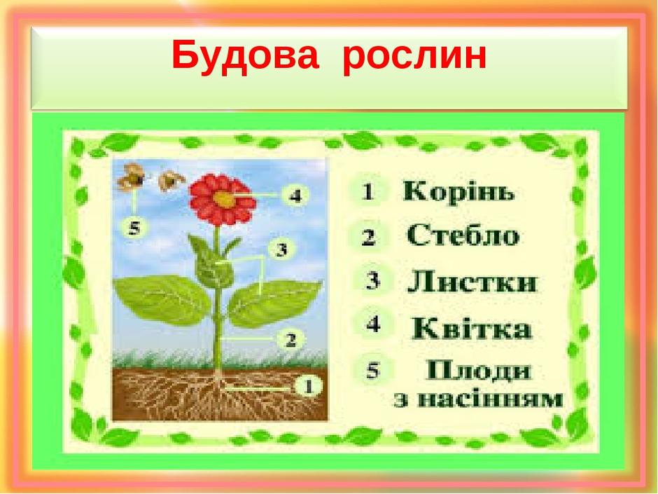 Презентація з ЯДС на тему: " Яку будову мають рослини"
