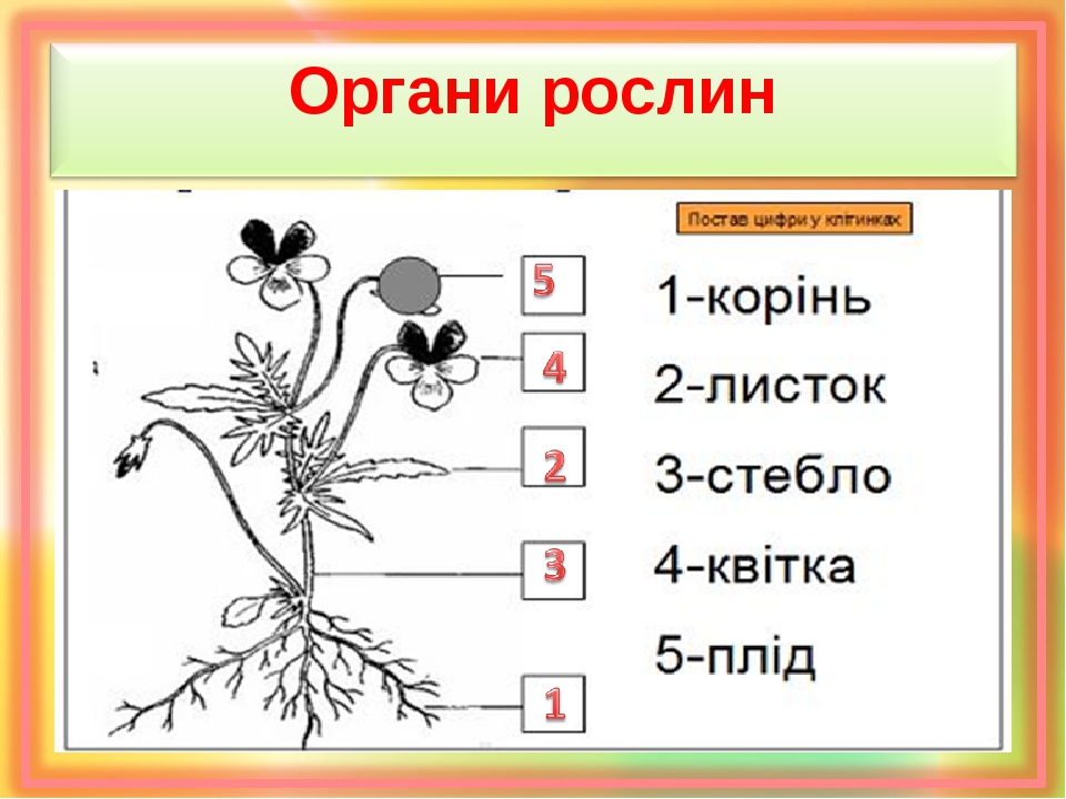 Органи рослини. Будова рослини. Будова квіткової рослини. Схема органів рослин.