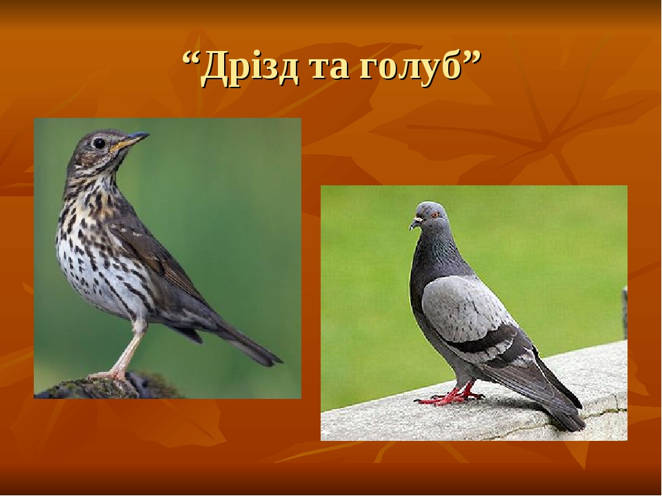 Урок читання у 2 класі "Добре того вчити, хто хоче знати. "Дрізд та ...