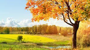 Виховний захід "Опале листя: шкода чи користь?" Мета: узагальнити знання прикмет осені, особливостей кожного осіннього місяця. Розвивати артистичні здібності дітей, їх мовлення, логічне мислення.