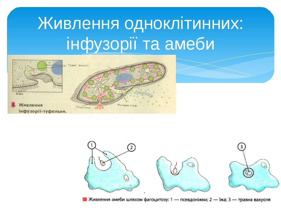 Живлення одноклітинних: інфузорії та амеби