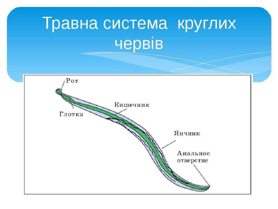 Травна система круглих червів